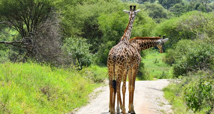 Two giraffes walking on a path in a lush, green park.