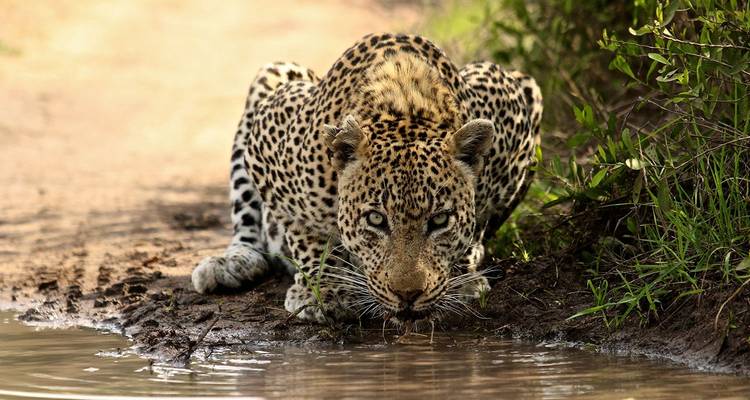 5 jours de safari dans le parc national Kruger et circuit sur la route panoramique - The Mzansi Experience 2