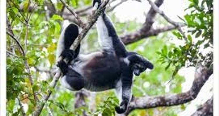Madagascar Eastern treasure - Green Island Discovery 1