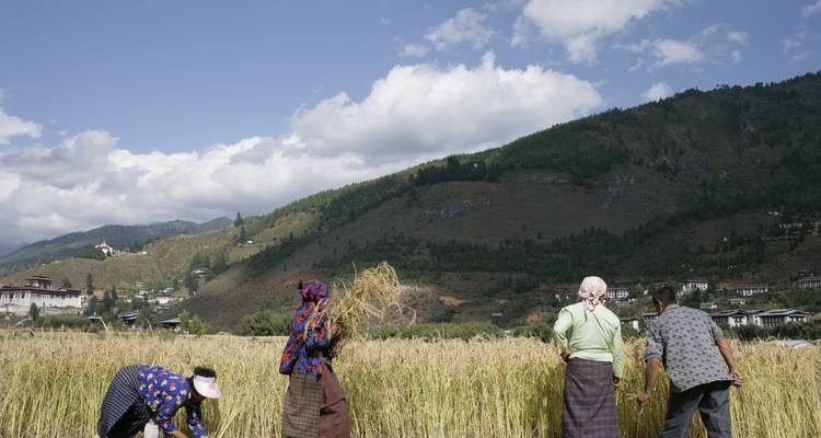 "Mensen die gewassen oogsten in een bergachtige regio."