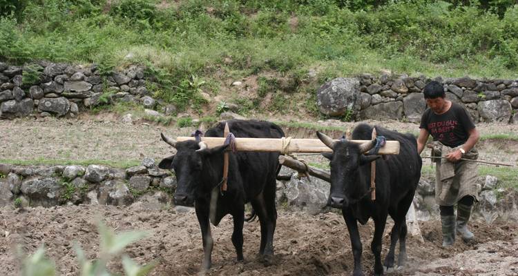 Een boer die het land bewerkt met twee ossen.