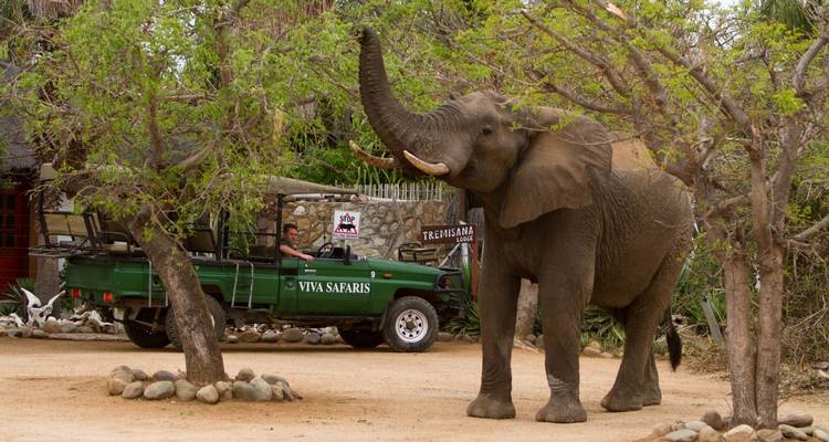 Safari clásico de 3 días por el parque Kruger - Viva Safaris 7