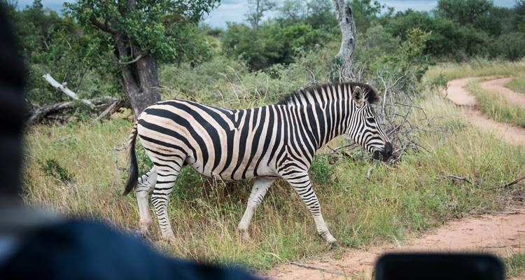Safari classique de 5 jours dans le parc Kruger - Viva Safaris 7