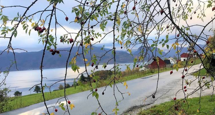 Visit Fjords in Golden Autumn - Uniktur 9