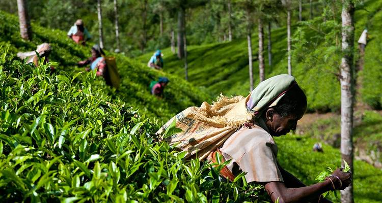 Wonders of Sri Lanka - 9 Days - EMH Tours and Travel Group 6