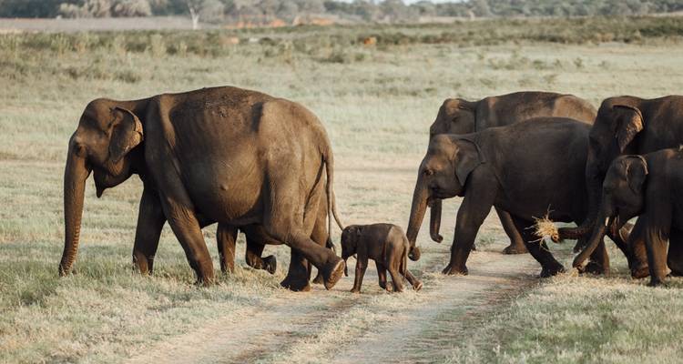 Wonders of Sri Lanka - 9 Days - EMH Tours and Travel Group 3