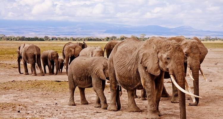 Kenya Wildlife Safari to Masai Mara - Nakuru - Amboseli Parks - Elida Tours & Safaris Ltd., 10