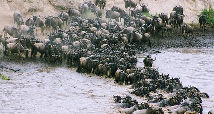 Kenya Wildlife Safari to Masai Mara - Nakuru - Amboseli Parks - Elida Tours & Safaris Ltd., 9
