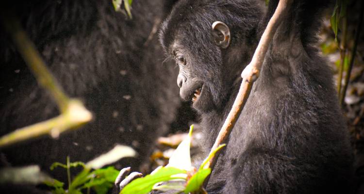 Safari de 3 días a Uganda para hacer senderismo con gorilas y monos dorados - Bamboo Ecotours 4