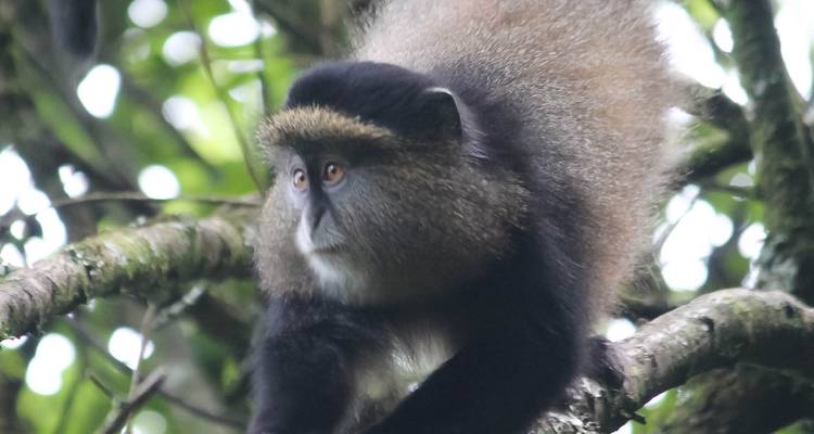 Safari de 3 días a Uganda para hacer senderismo con gorilas y monos dorados - Bamboo Ecotours 6