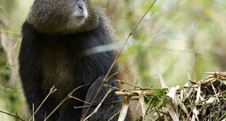 Safari de 3 días a Uganda para hacer senderismo con gorilas y monos dorados - Bamboo Ecotours 5