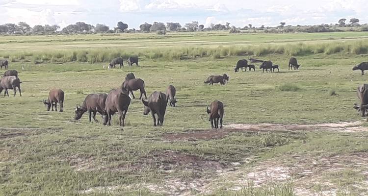 Una manada de búfalos pastando en un vasto campo abierto.