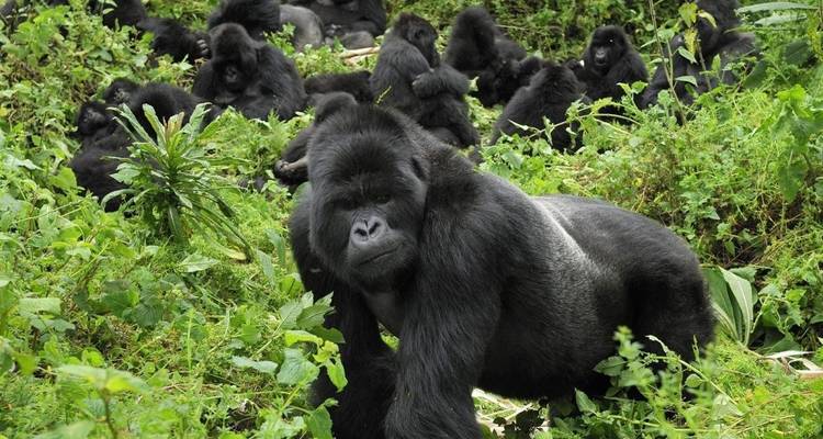 8-Day Rwanda’s Nyungwe, Lake Kivu & Gorillas - Golden Rwanda Safaris Ltd 1