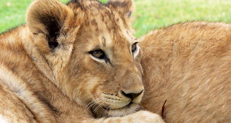 Nahaufnahme eines jungen Löwen, der im Gras ruht.