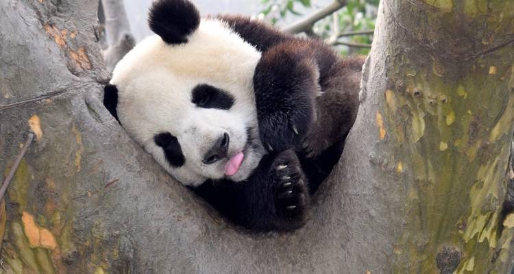 Cycle de 9 jours Royaume des pandas, province du Sichuan, Chine - Sichuan Adventure 4