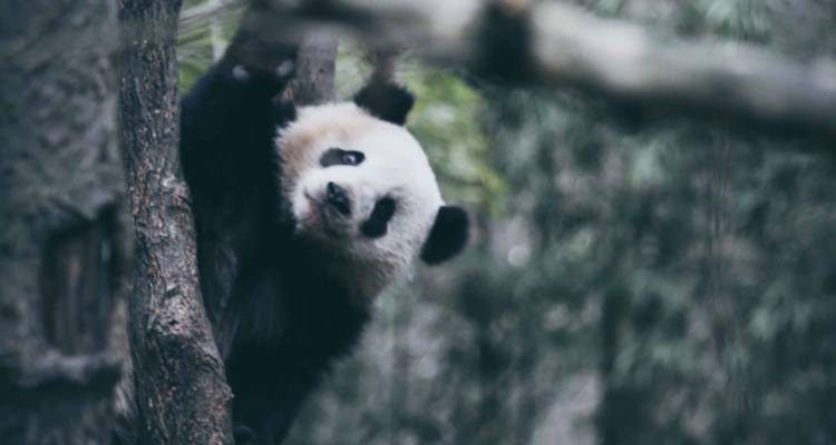 Cycle de 9 jours Royaume des pandas, province du Sichuan, Chine - Sichuan Adventure 1