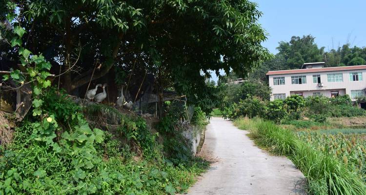 Cycle de 14 jours entre Chengdu et Guiyang : pandas, dinosaures, liqueurs de haute qualité et villes anciennes - Sichuan Adventure 1