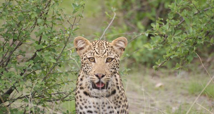Aventura privada de 3 días en Etosha - Lark Journeys 3