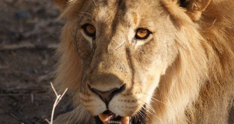 Aventura privada de 3 días en Etosha - Lark Journeys 2