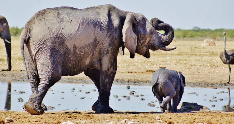 Aventura privada de 3 días en Etosha - Lark Journeys 6