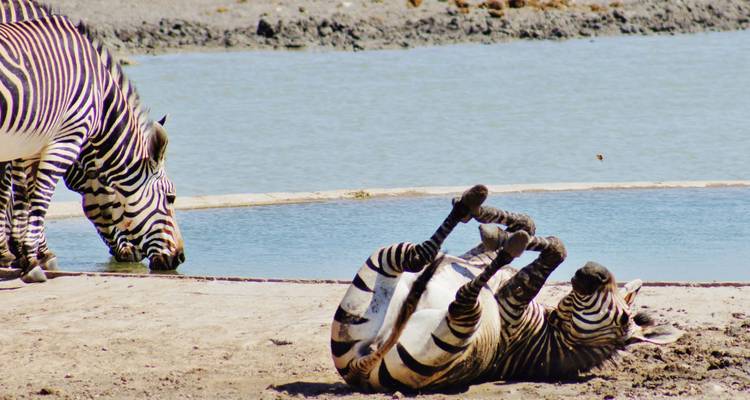 Aventura privada de 3 días en Etosha - Lark Journeys 4