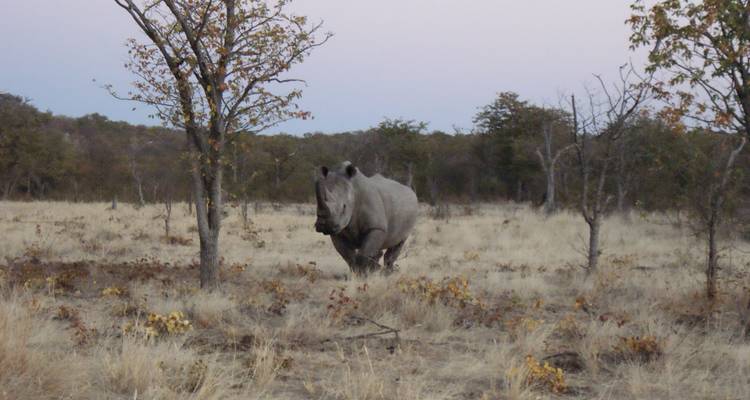 Aventura privada de 3 días en Etosha - Lark Journeys 1