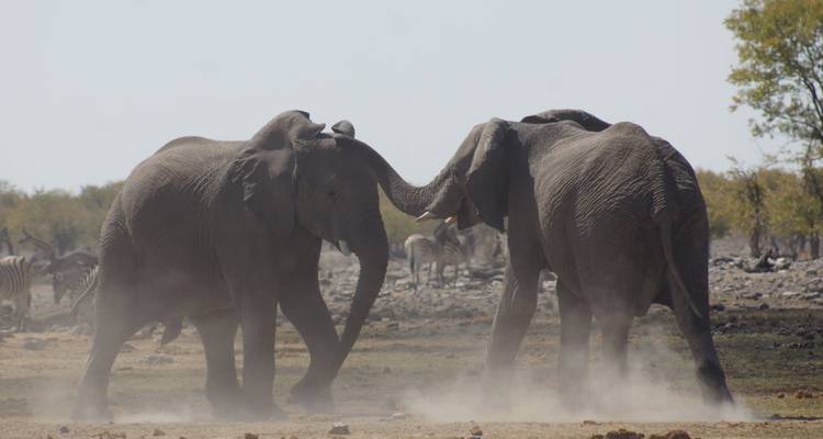 Aventura privada de 3 días en Etosha - Lark Journeys 8