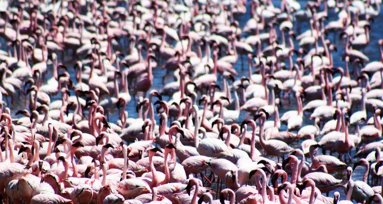 Large flock of flamingos on a lake.