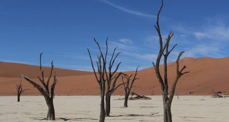 Dry desert landscape with dead trees