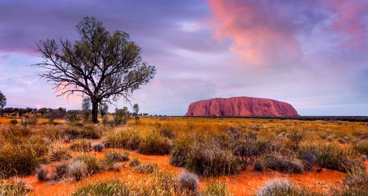 Uluru ragt über rote Wüstengräser und einen einsamen Baum unter einem dramatischen rosa-violetten Himmel empor.