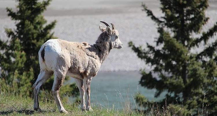 Canadian Rockies Express - G Adventures 4