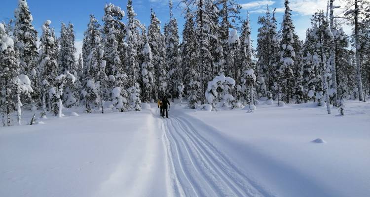 Un esquiador de fondo solitario se desliza por una pista preparada a través de un bosque de pinos cargados de nieve.