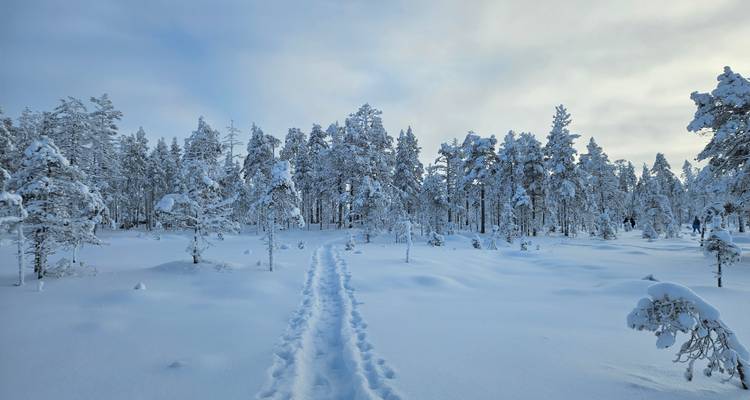 Unberührte verschneite Wildnis mit Skispuren, die in ein Meer aus bereiften Kiefern unter einem blassen Himmel führen.