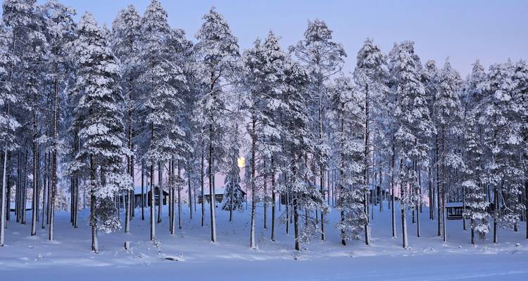 Fila de altos pinos cargados de nieve recortados contra un cielo invernal de color lavanda pálido al atardecer junto a un lago congelado.