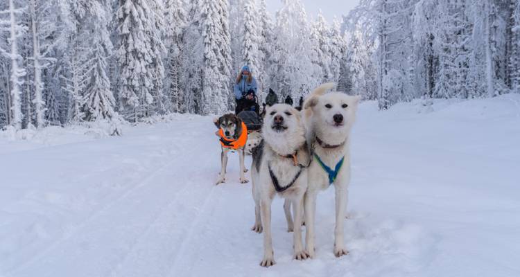 Perros de trineo ansiosos en arnés permanecen listos en un sendero nevado con el musher y el equipo detrás de ellos.