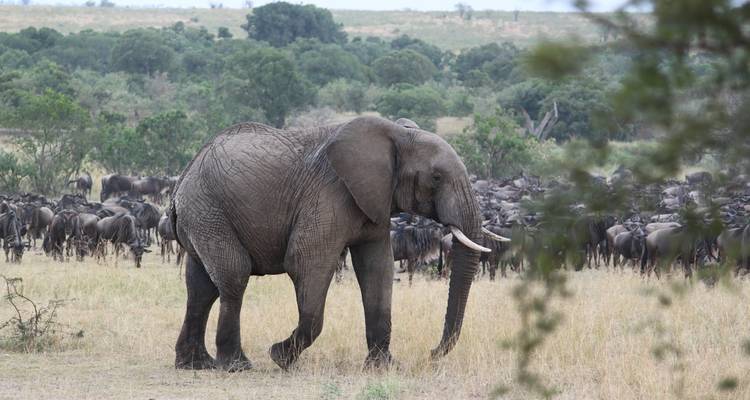 Affordable 3-Day Budget Luxury Masai Mara Safari in Kenya - With Free Night at Nairobi Hotel - Bonvoyage Kenya Safaris 4