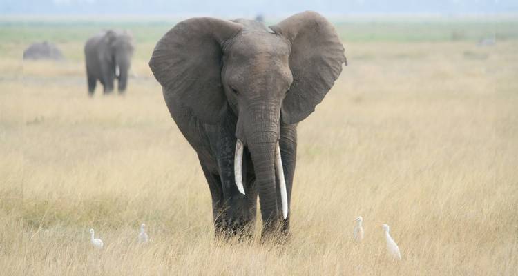 Affordable 3-Day Budget Luxury Masai Mara Safari in Kenya - With Free Night at Nairobi Hotel - Bonvoyage Kenya Safaris 7