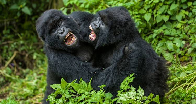 Circuit remarquable au Rwanda - 5 jours/4 nuits - Golden Rwanda Safaris Ltd 2