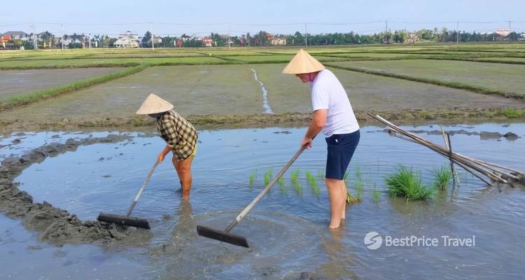 Mensen die in een rijstveld werken en traditionele hoeden dragen.