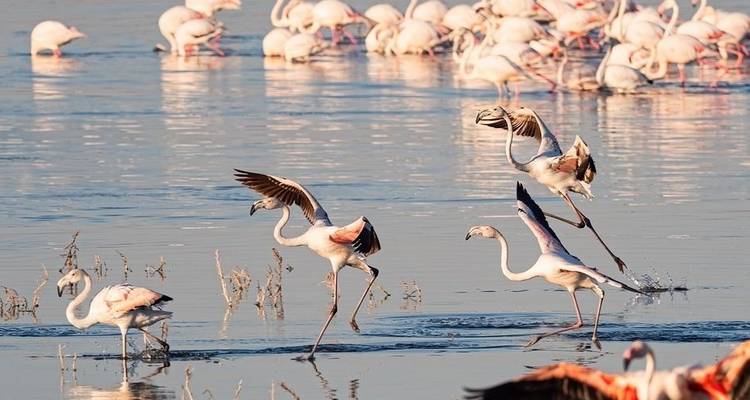 Recorridos económicos de 6 días por Kenia (con noche gratis en un hotel de Nairobi) - Bonvoyage Kenya Safaris 8