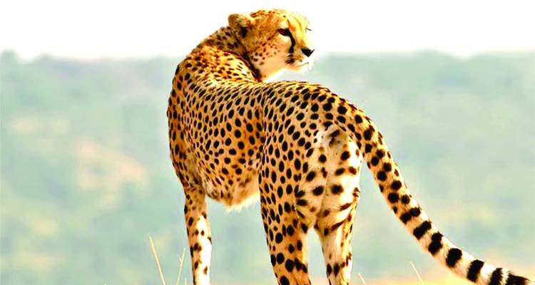 Recorridos económicos de 6 días por Kenia (con noche gratis en un hotel de Nairobi) - Bonvoyage Kenya Safaris 9