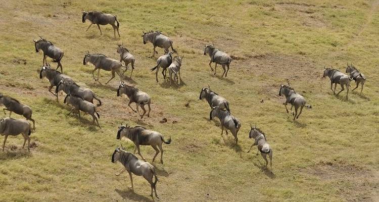 Recorridos económicos de 6 días por Kenia (con noche gratis en un hotel de Nairobi) - Bonvoyage Kenya Safaris 7
