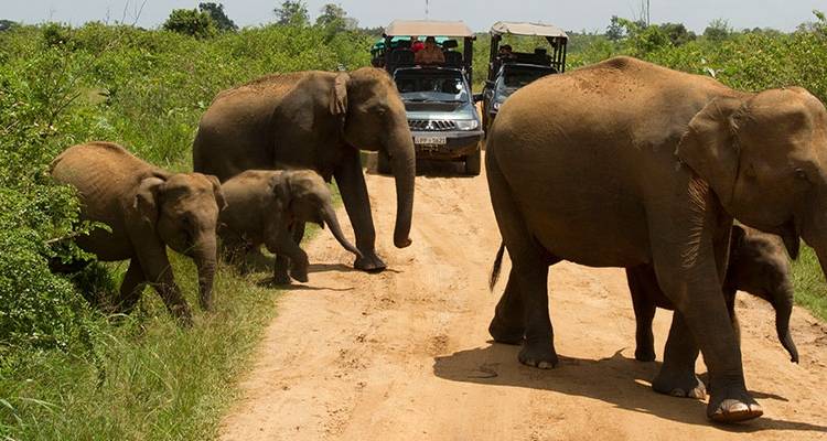 Eine Elefantenherde, die auf einer Schotterstraße neben Safari-Fahrzeugen läuft.