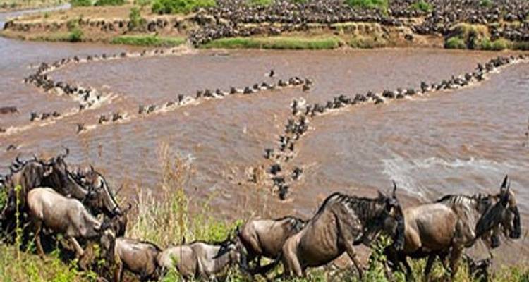 Safari aller- retour au Kenya - Africa Venture Safaris 4