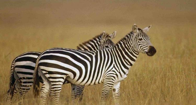 Safari aller- retour au Kenya - Africa Venture Safaris 3