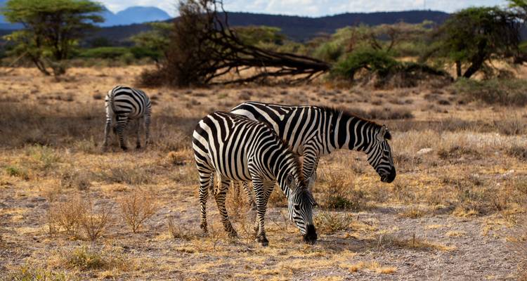 Drie zebra's die grazen op een droge gouden savanne met verspreide struiken en verre heuvels
