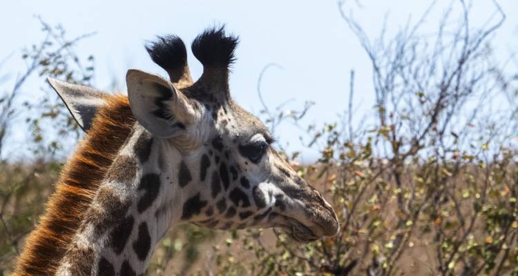 Aventura de 10 días en Kenia y Tanzania - Africa Venture Safaris 1