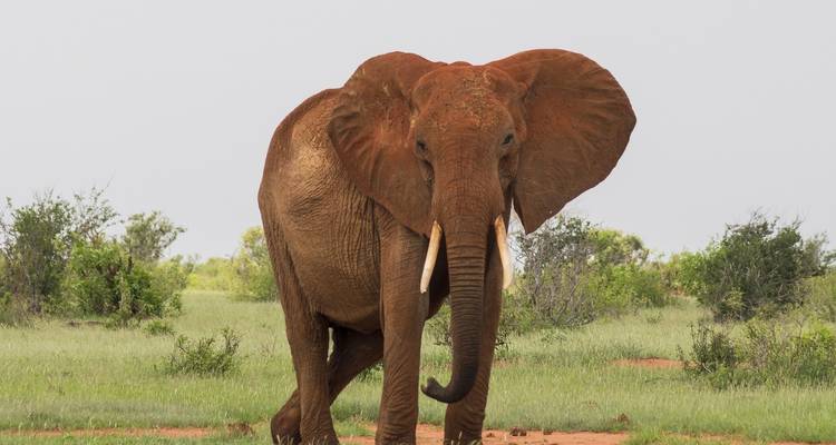 Aventura de 10 días en Kenia y Tanzania - Africa Venture Safaris 10