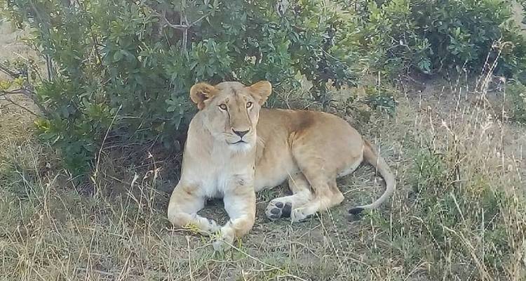 Aventura de 10 días en Kenia y Tanzania - Africa Venture Safaris 7