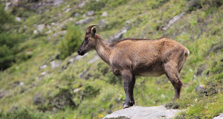 Trek de 14 jours au camp de base de l'Everest - Frolic Adventure Pvt. Ltd. 7